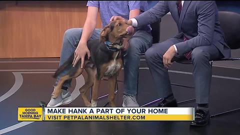 Pet of the week: Hank is a 7-month-old hound mix who would appreciate an active family