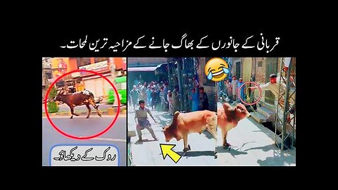 funny qurbani animals 😅 | funniest moments of qurbani animals|funny videos 😜