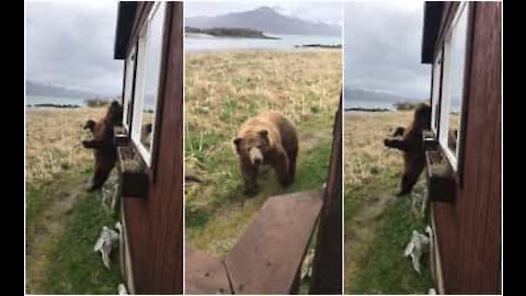 Orso si gratta la schiena sulla parete di una casa