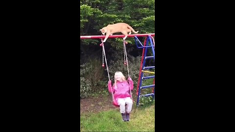 cat falling on kid