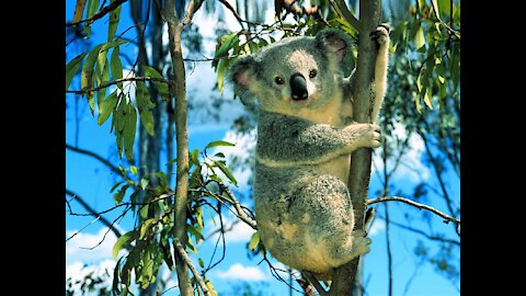 LIFE OF CUTE KOALA 03