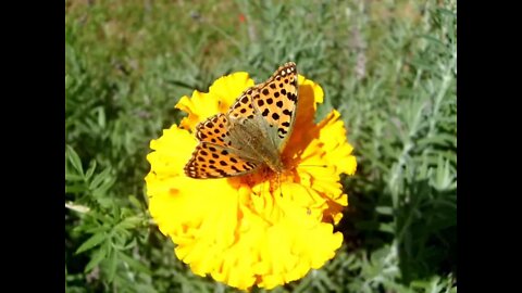 Beautiful butterfly, The Queen of Spain