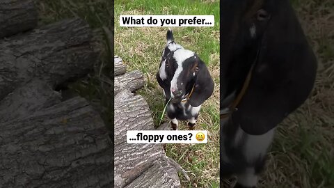 Which goat is your favorite? #animals