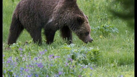 Montana Grizzlies Are Getting Drunk, Passing Out, and Being Hit by Trains