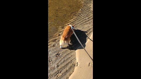 Edgar Allen Poe-tato at the beach