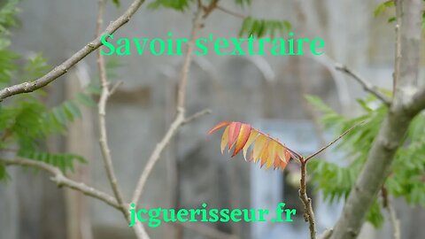 Savoir s'extraire. jcguerisseur.fr