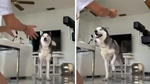 Smart husky can't be fooled by tricky hug