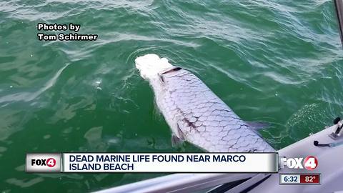 Large fish kill spotted near Marco Island