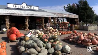 Nelson Produce Farm offers fall fun, smaller crowds