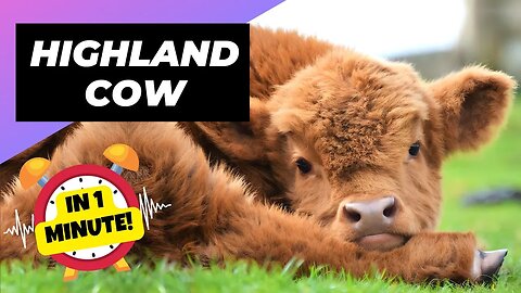 Highland Cow - In 1 Minute! 🐮 One Unique Animal You Have Never Seen | 1 Minute Animals