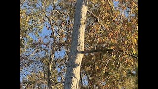 Recording the leaves in the daylight