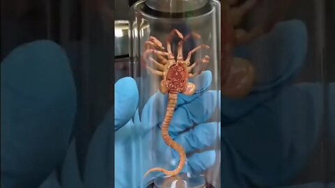 Xenomorph Specimen Tube