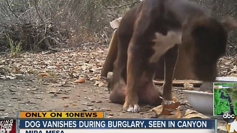 Dog vanishes during burglary, spotted in canyon weeks later