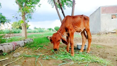 | The Cow Eating A Grass | She Is Soo Hungry That's Why I Brought Grass for him | Dery Farm.