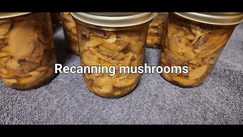 Recanning mushrooms #recanything #canning #mushrooms