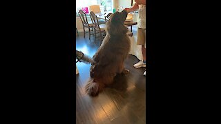 Carefree Newfoundland doesn’t mind being vacuumed