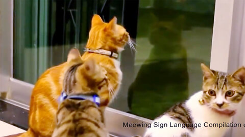 Meowing Language Compilation of Cats and Kittens:Part-01-MayaFunnyVideo