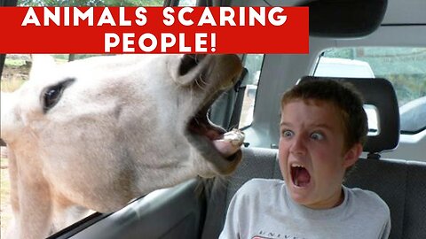 Funny Different Animals Chasing and Scaring People