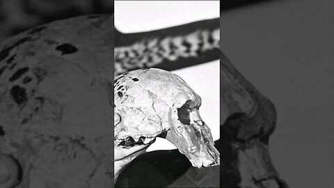 Büyük Kafatasları ve Bilinmeyen Geçmiş: Homo rudolfensis #shorts