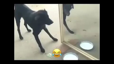 A dog fighting himself!