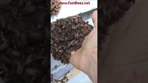 It`s Blessing If Bees Come To You