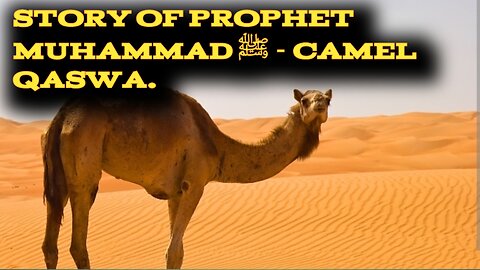 Story of Prophet Muhammad PUBH | Prophet stories | Stories of Phophets