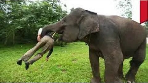 Angry Elephant Attacks Cars And Tourists Too Brutal || Wild Animals Attac animal world