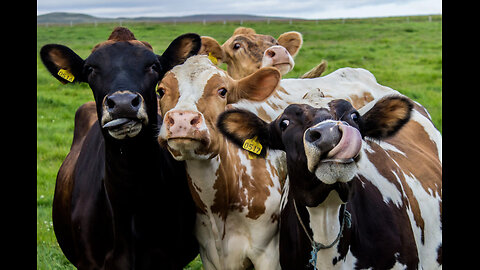 Cows mooing in a field