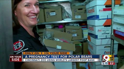 Zoo using polar bear poop for science