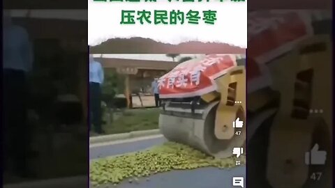 CCP "Nongguan" Destroy Farmer's Winter Jujubes to Punish "Picking Green and Selling Green"