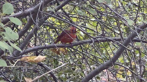 Beautiful Juvenile Male Cardinal singing