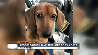 Milwaukee rescue group helps stranded Beaver Dam pets after crash