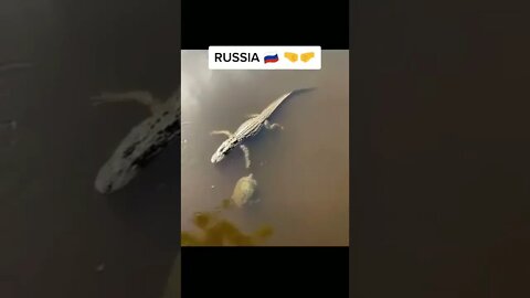 Turtles in USA vs RUSSIA MEME 😂 try not to laugh #shorts