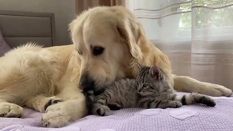 Golden Retriever and Baby Kitten Become Friends