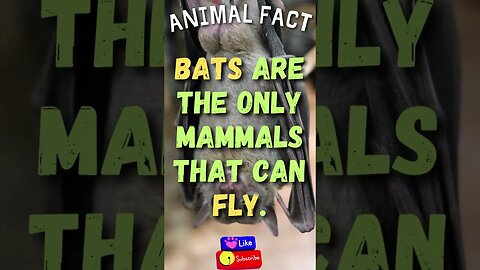 🦌Discover Fascinating Animal Facts👀 #shorts #shortsfact #animalfacts #funfactsshorts #bats #mammals