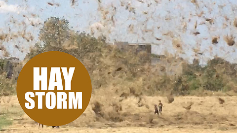 Hot air whipping up mass of hay and blows it around like tornado