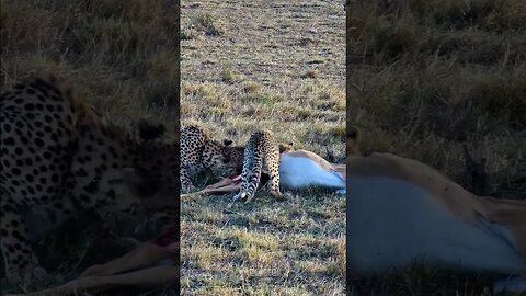 Impala Eaten By Cheetahs #shorts | #ShortsAfrica