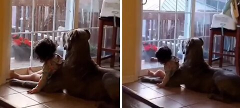 Baby has big Cane Corso best friend to protect her