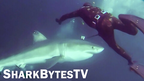 Submarine Sharks Caught on Camera, Shark Bytes TV Ep 40, Diver Leaves Cage