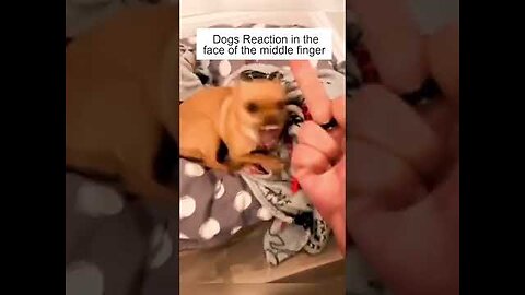 Dog's Reaction In The Face Of The Middle Finger So Funny