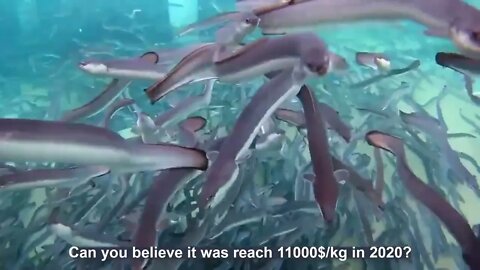 How Japanese Farming Million of Eel and Harvesting Them