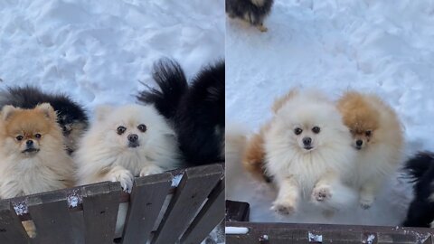 Cute Puppy Playing in garden