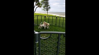 Puppy Playing By The Water