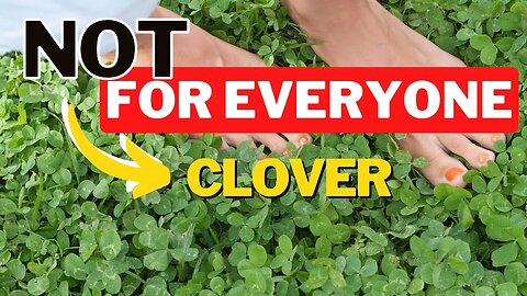 Clover Lawns 101