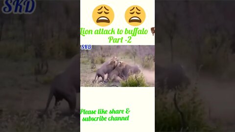 Lion attacks to buffalo 🐃 part -2 #shortsfeed #shorts #youtubeshorts