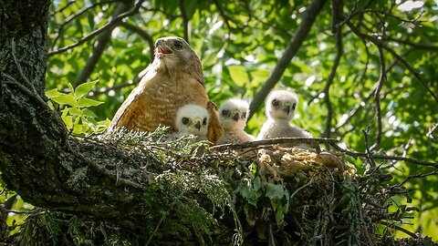 Hawk Nest Watching (Full), Sony A1/Sony Alpha1, 4k