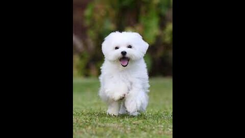 White Dog Breeds - The Top Ten White Dog Breeds