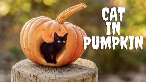 Funny Cats and Kittens | Cute Black cat in Pumpkin