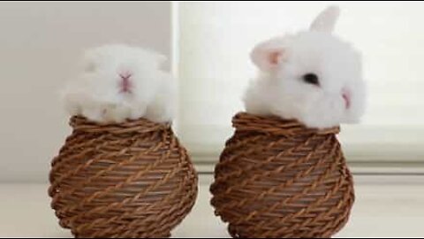 Baby bunnies meditate in tiny baskets