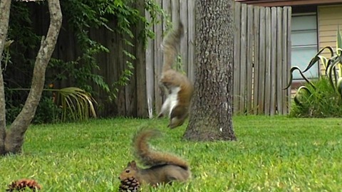 Squirrel Party **